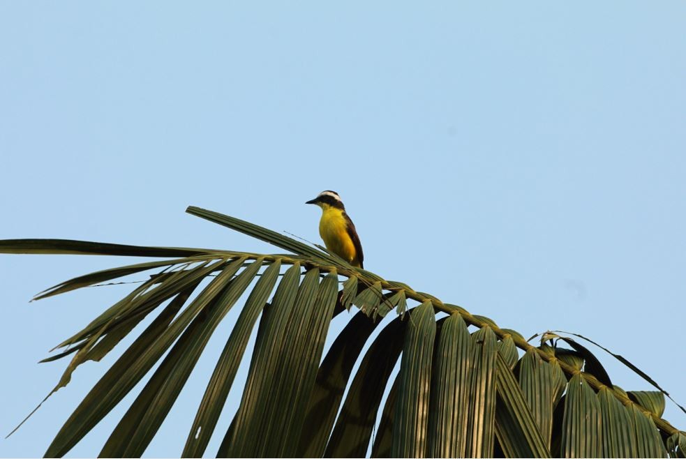 Yellow-throated Flycatcher - ML189854741