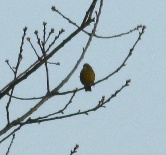 Painted Bunting - ML189855341