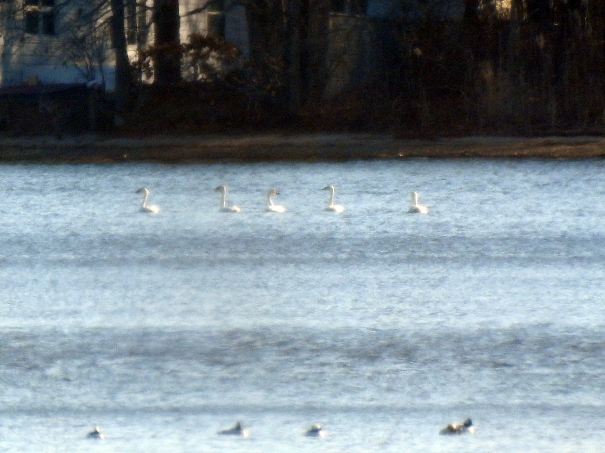 Tundra Swan - ML189855841