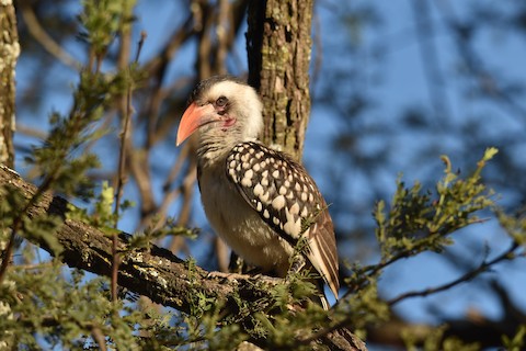 Qattiq leggings va mini yubkalarda porno