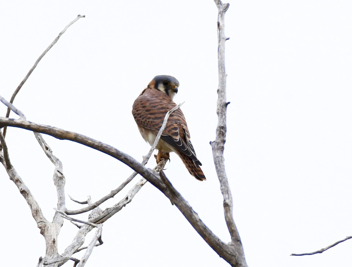 American Kestrel - ML189858131