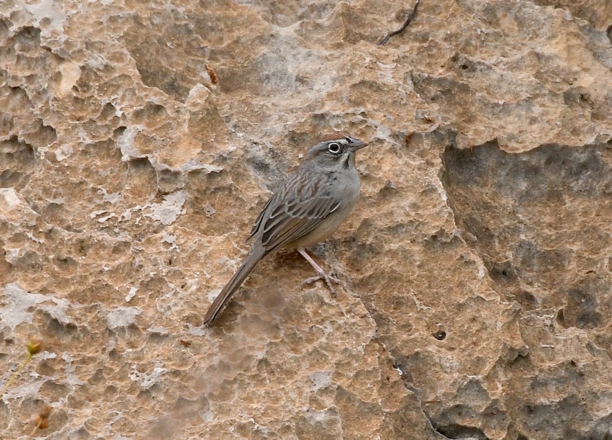 Rufous-crowned Sparrow - ML189858351