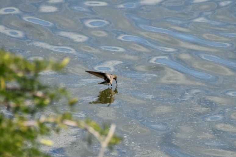 Giant Hummingbird - ML189859161