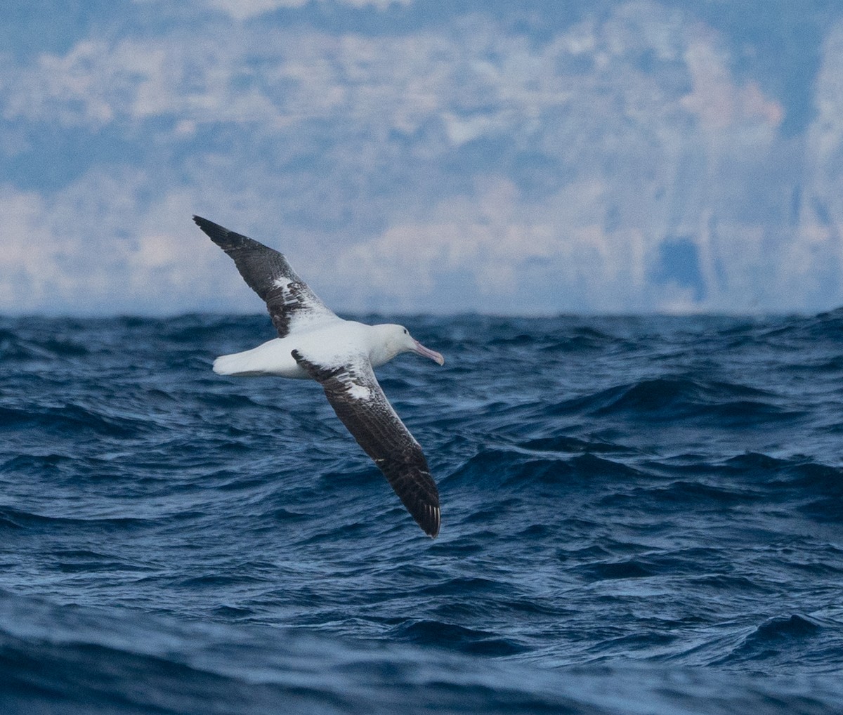 Northern/Southern Royal Albatross - ML189868021