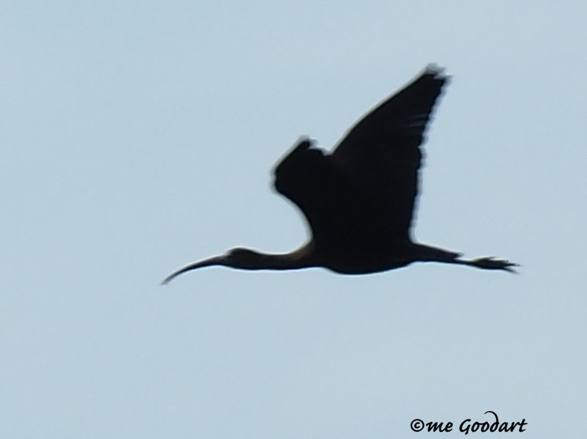 Glossy Ibis - ML189870201