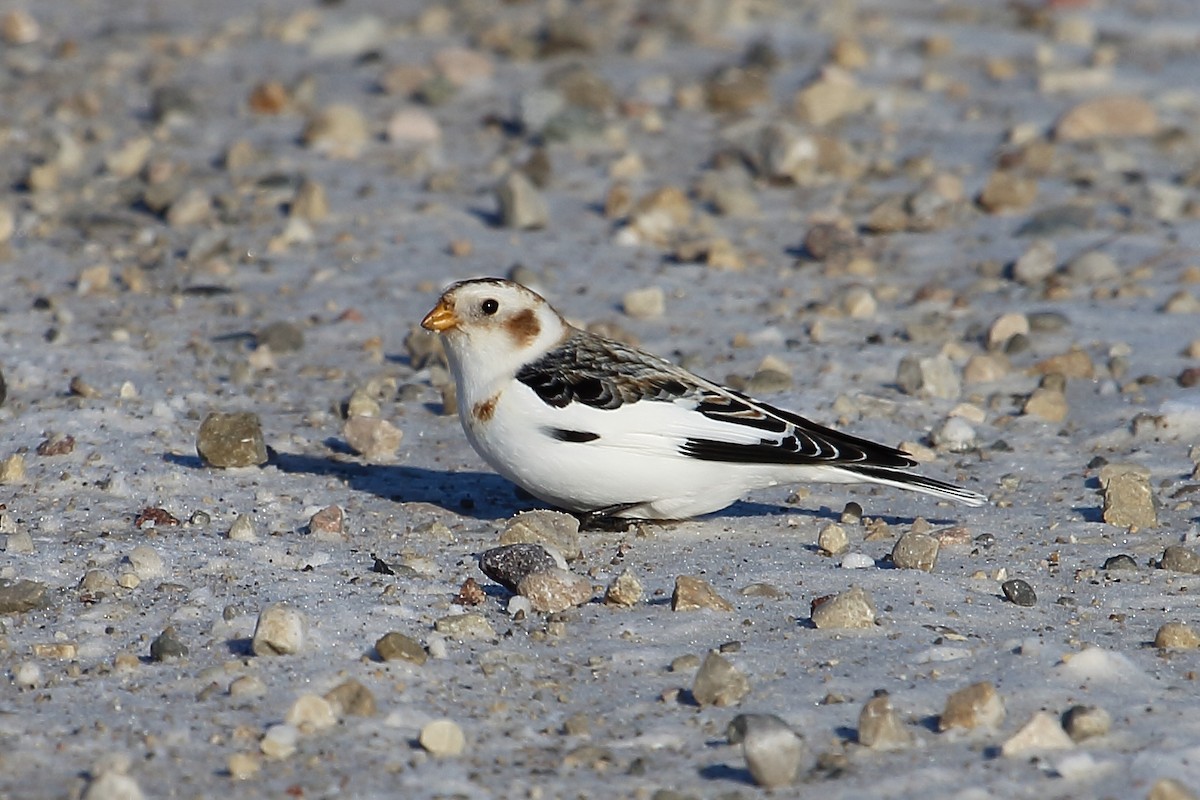 Snow Bunting - ML189870511