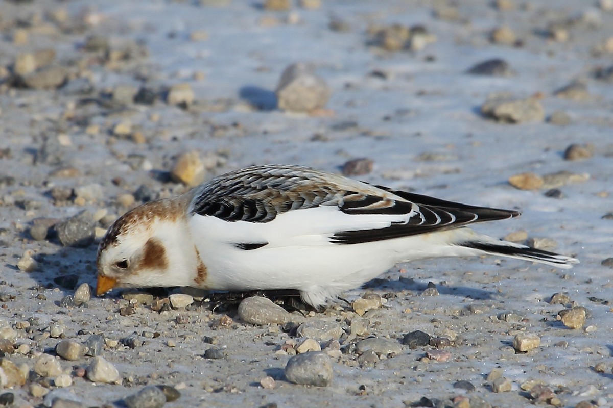 Snow Bunting - ML189870531