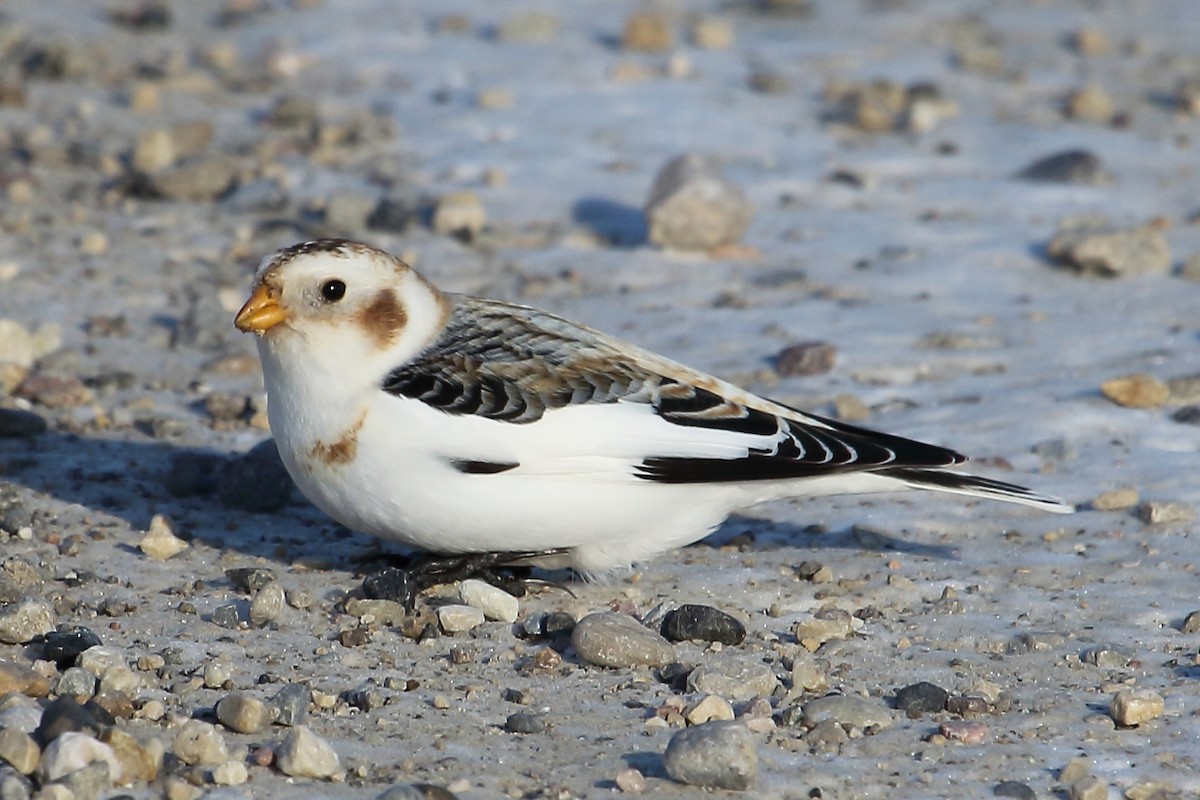 Snow Bunting - ML189870541