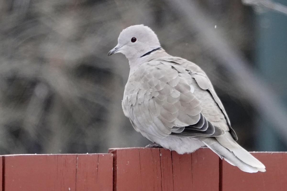 Eurasian Collared-Dove - ML189870871