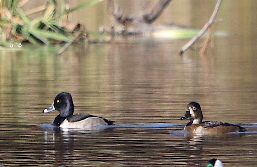 Ring-necked Duck - ML189872051