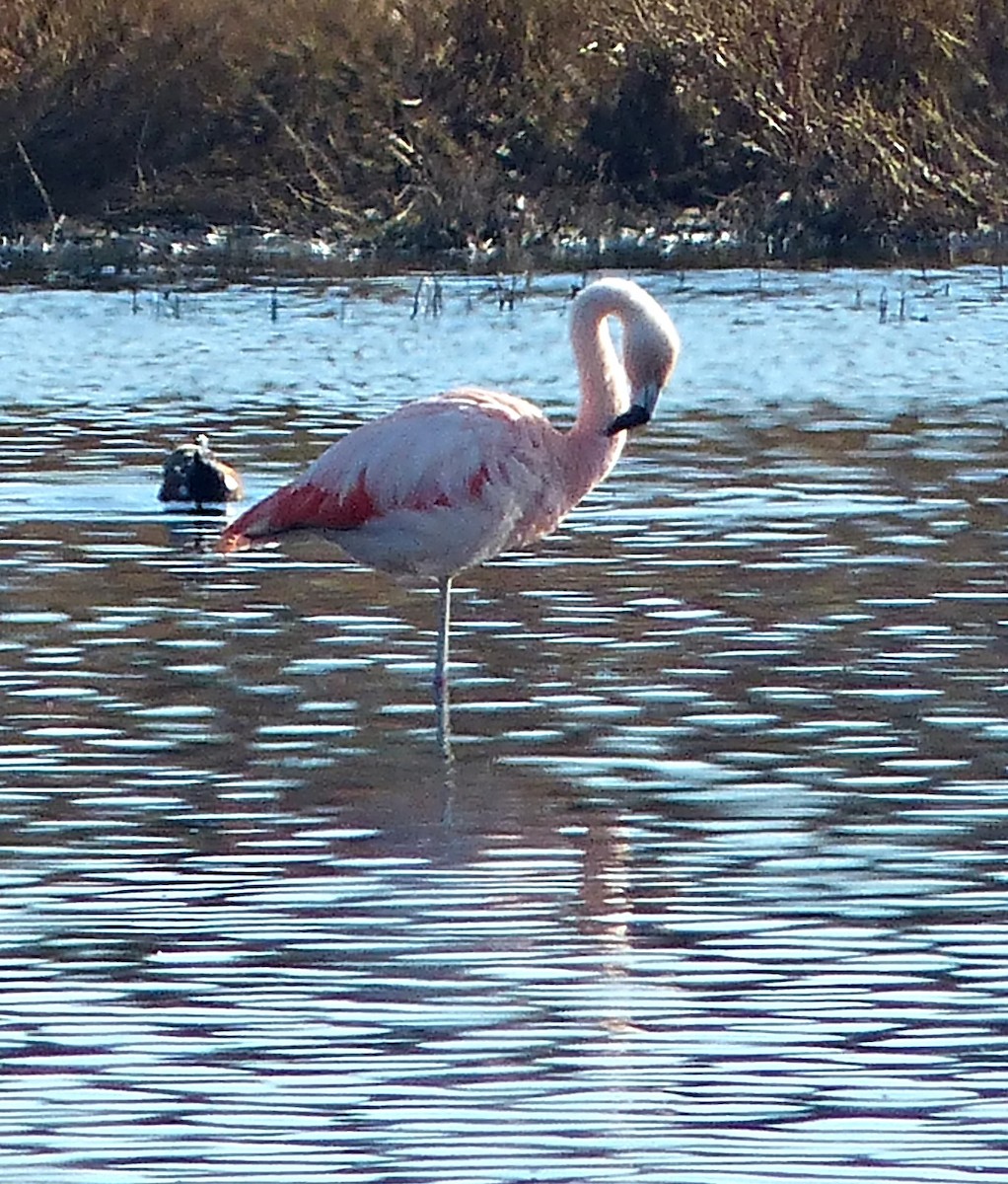 Şili Flamingosu - ML189872361