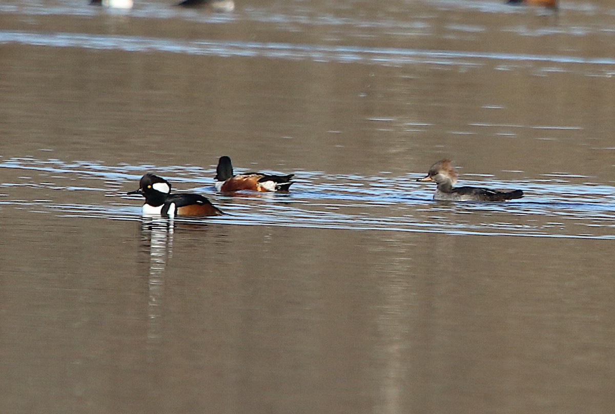 Hooded Merganser - ML189872381