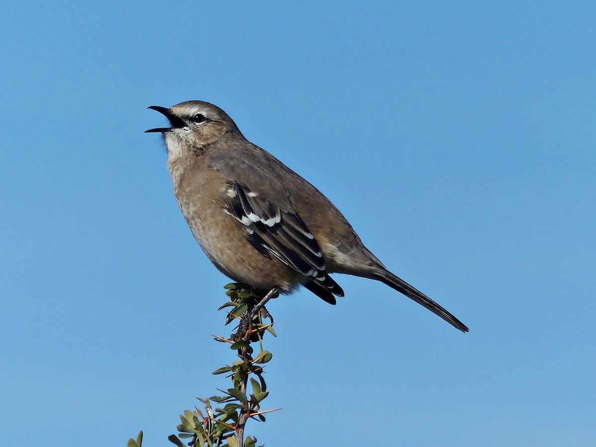 Patagonian Mockingbird - ML189872481