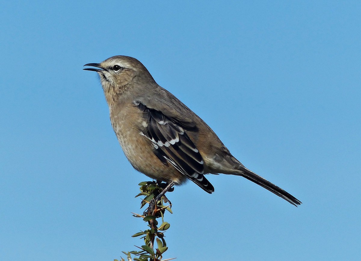Patagonian Mockingbird - ML189872491