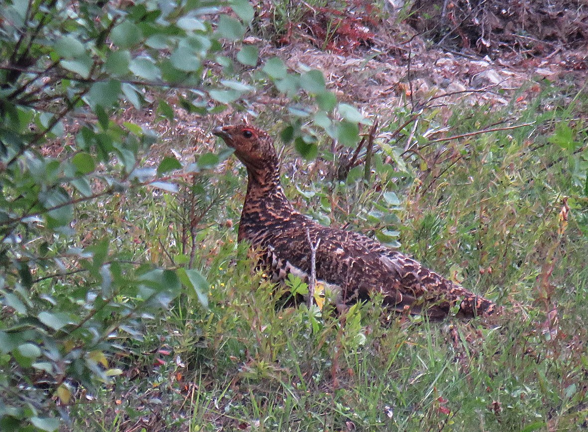 Urogallo Común - ML189872541