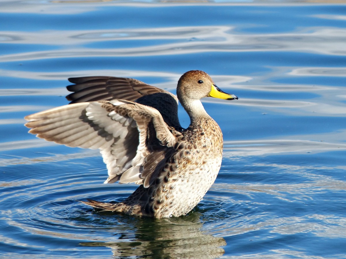 Yellow-billed Pintail - Carlos Schmidtutz