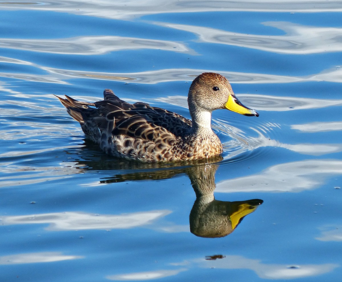 Yellow-billed Pintail - ML189872921