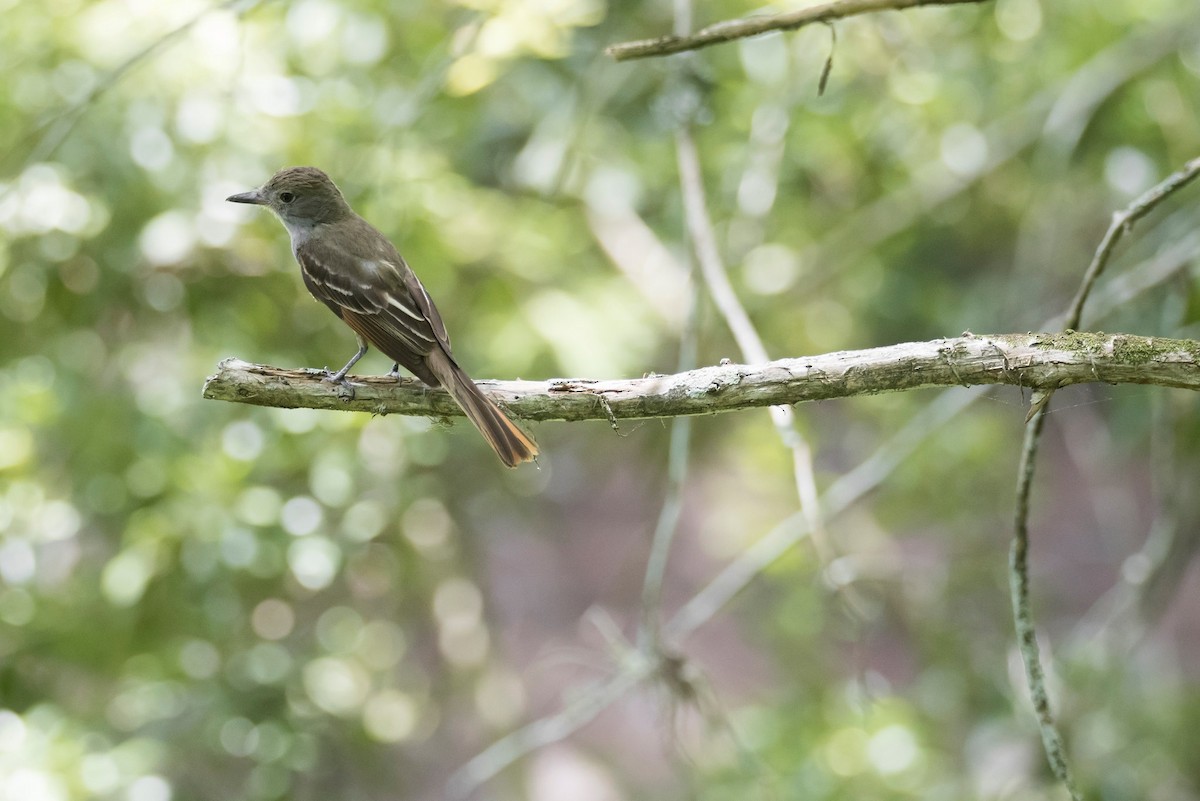 Great Crested Flycatcher - ML189873151