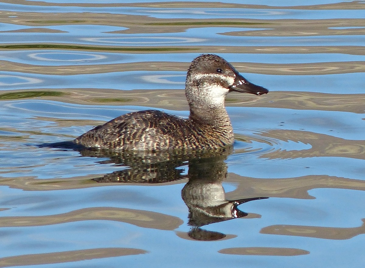 Lake Duck - ML189873231