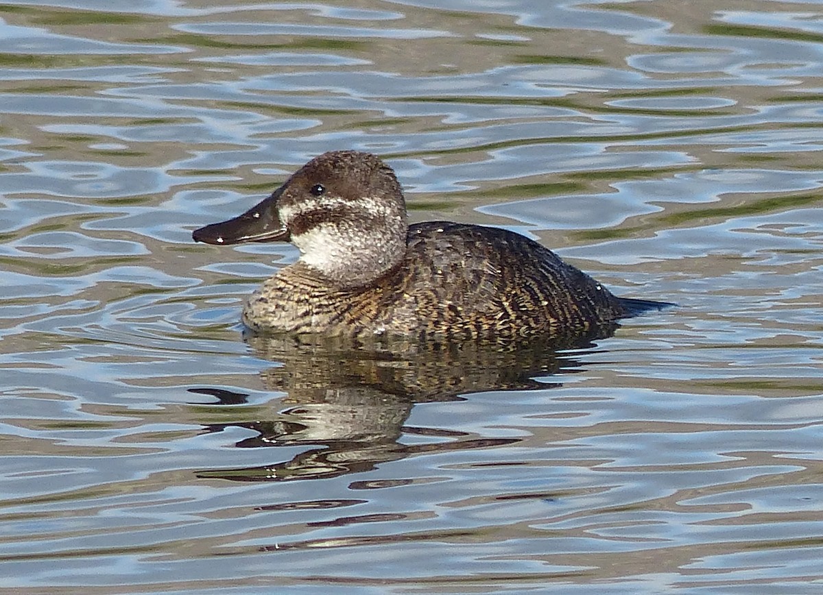 Lake Duck - ML189873251