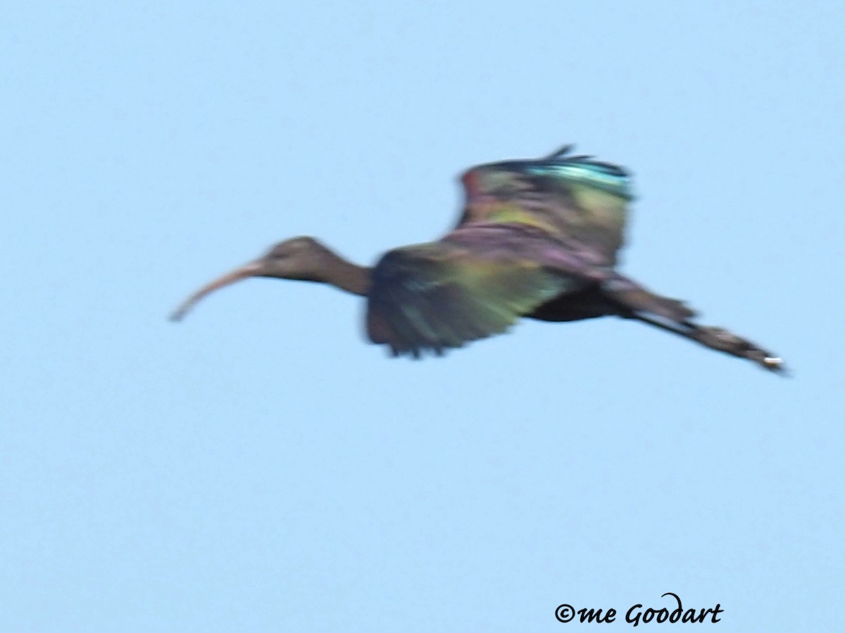 ibis hnědý - ML189873391