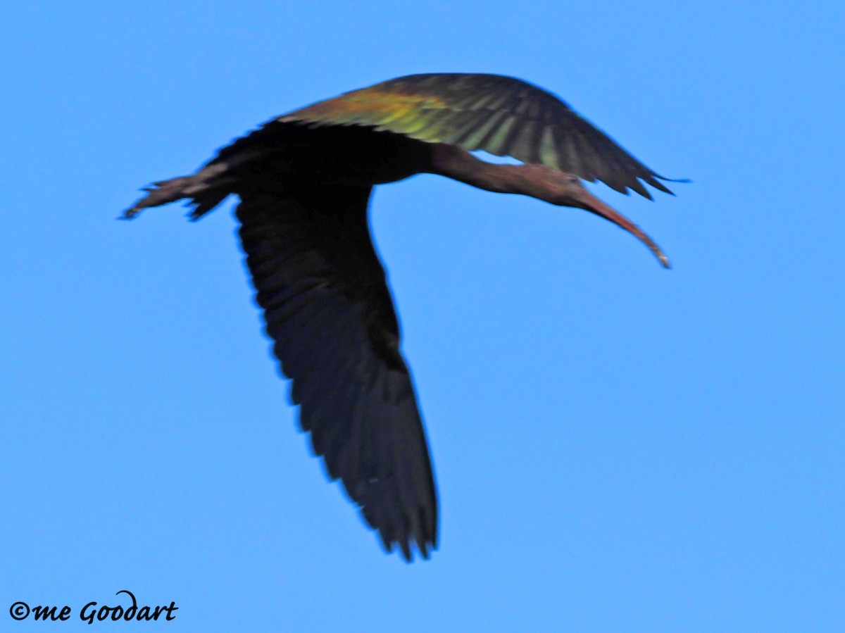 ibis hnědý - ML189873401