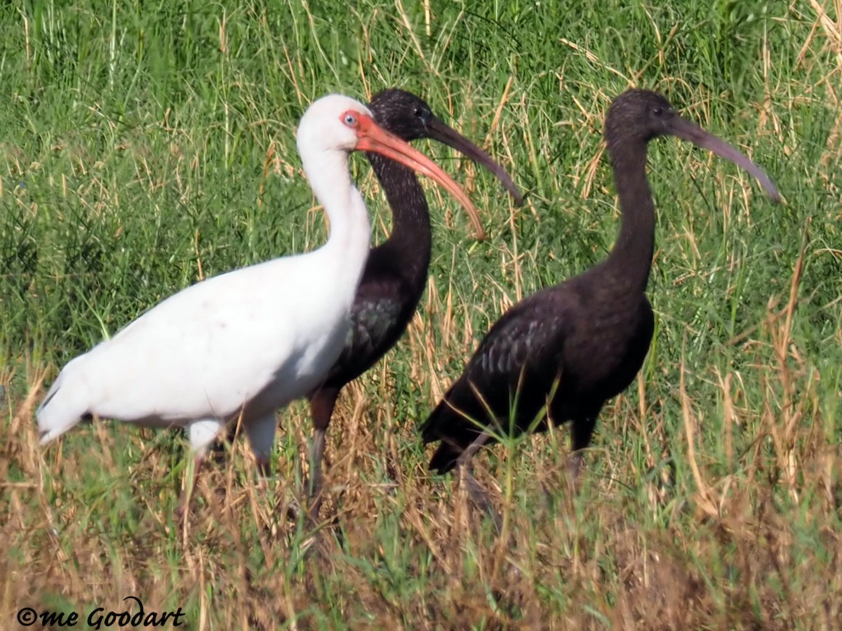 ibis hnědý - ML189873421