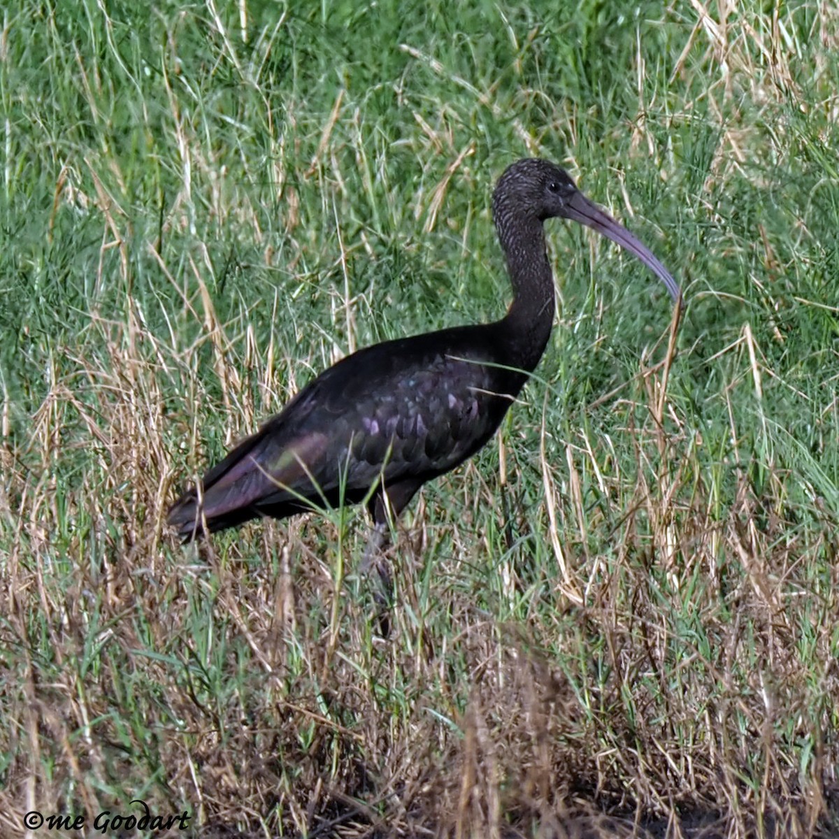 ibis hnědý - ML189873441