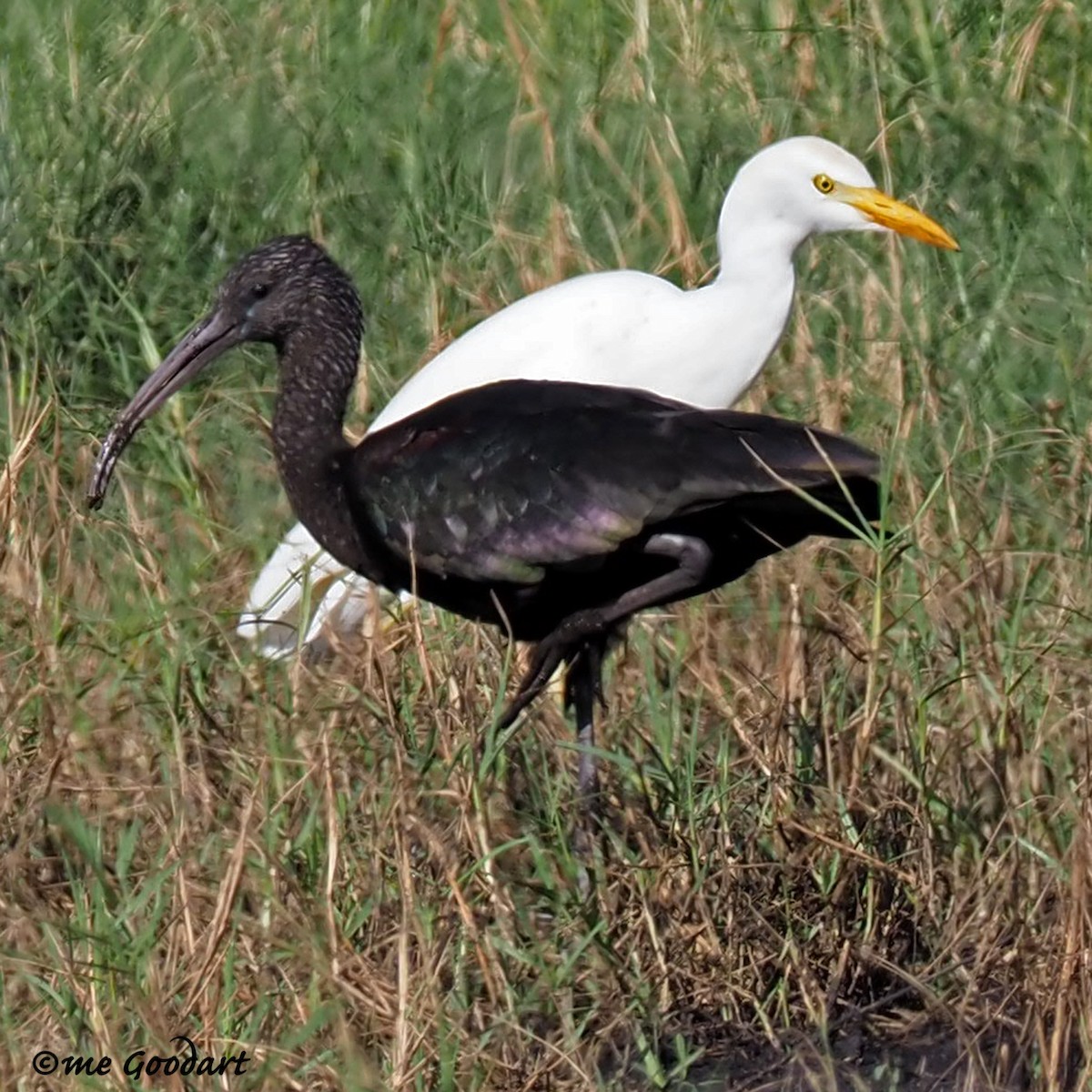 ibis hnědý - ML189873451