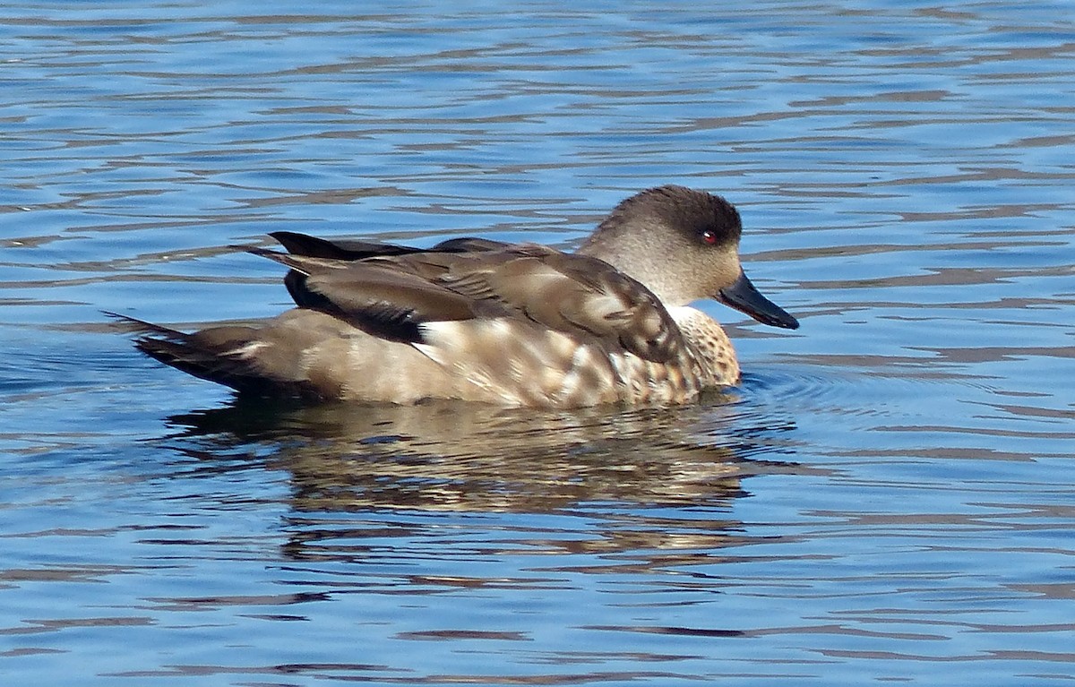 Crested Duck - ML189873491