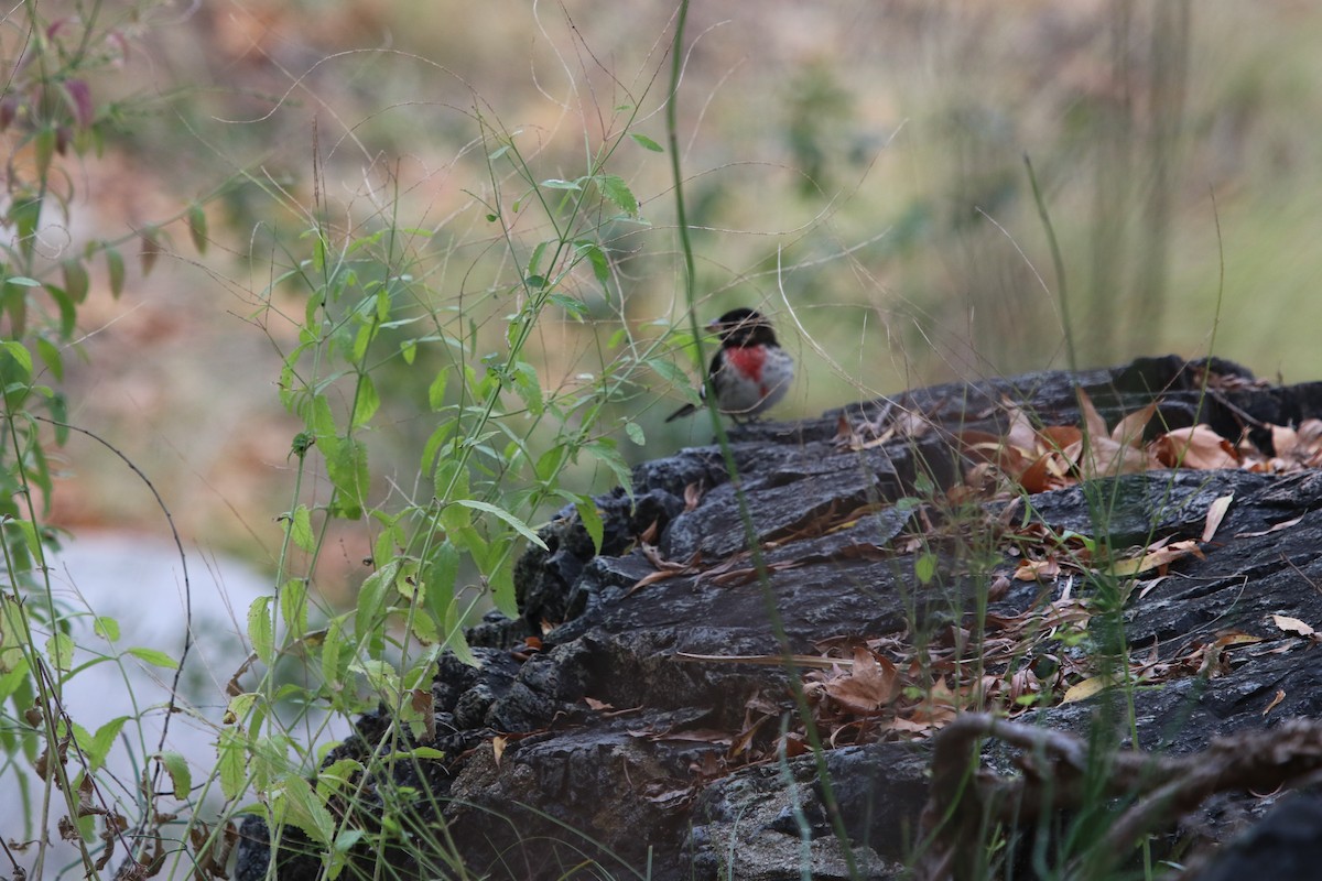 Rose-breasted Grosbeak - ML189873561