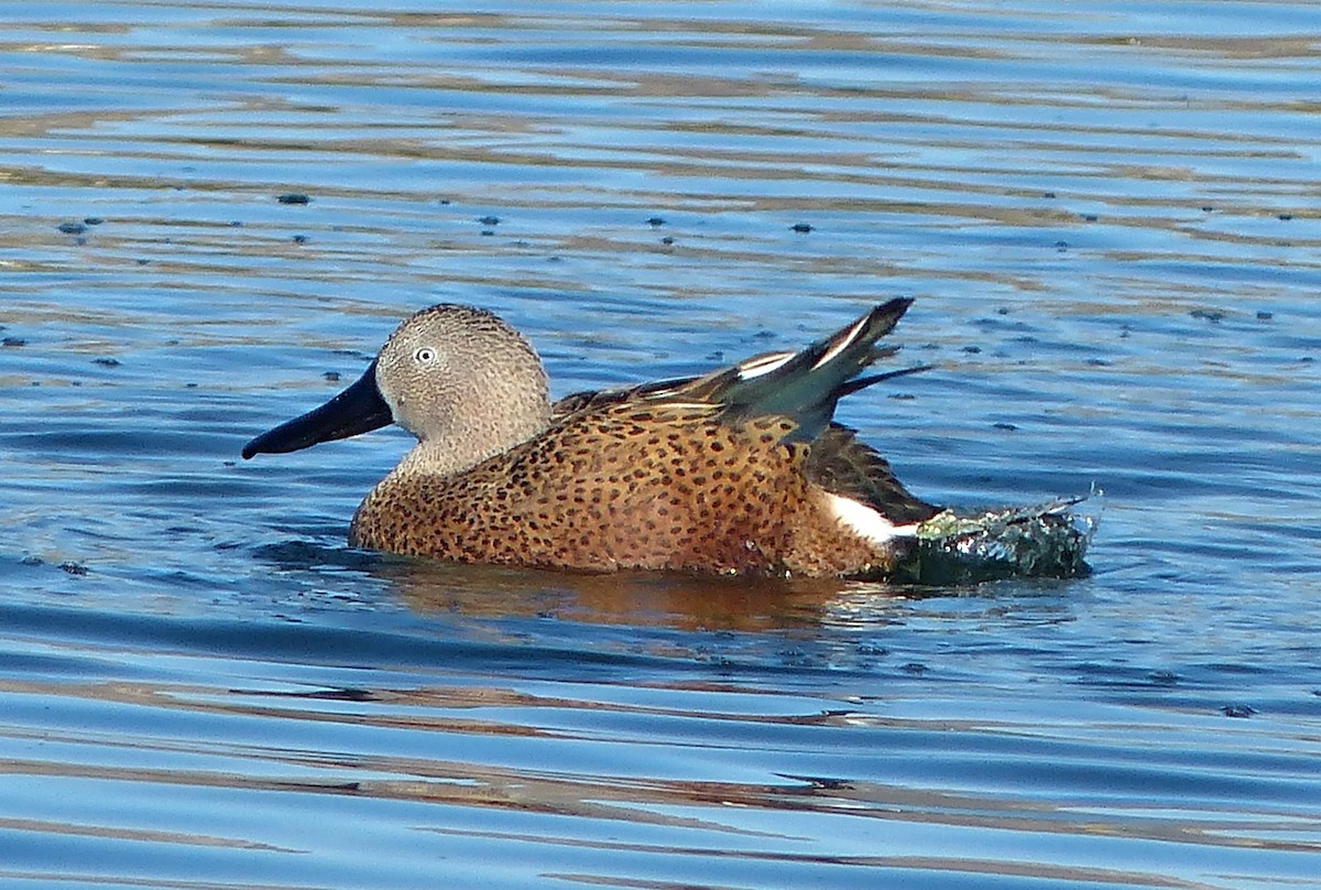 Red Shoveler - ML189873691