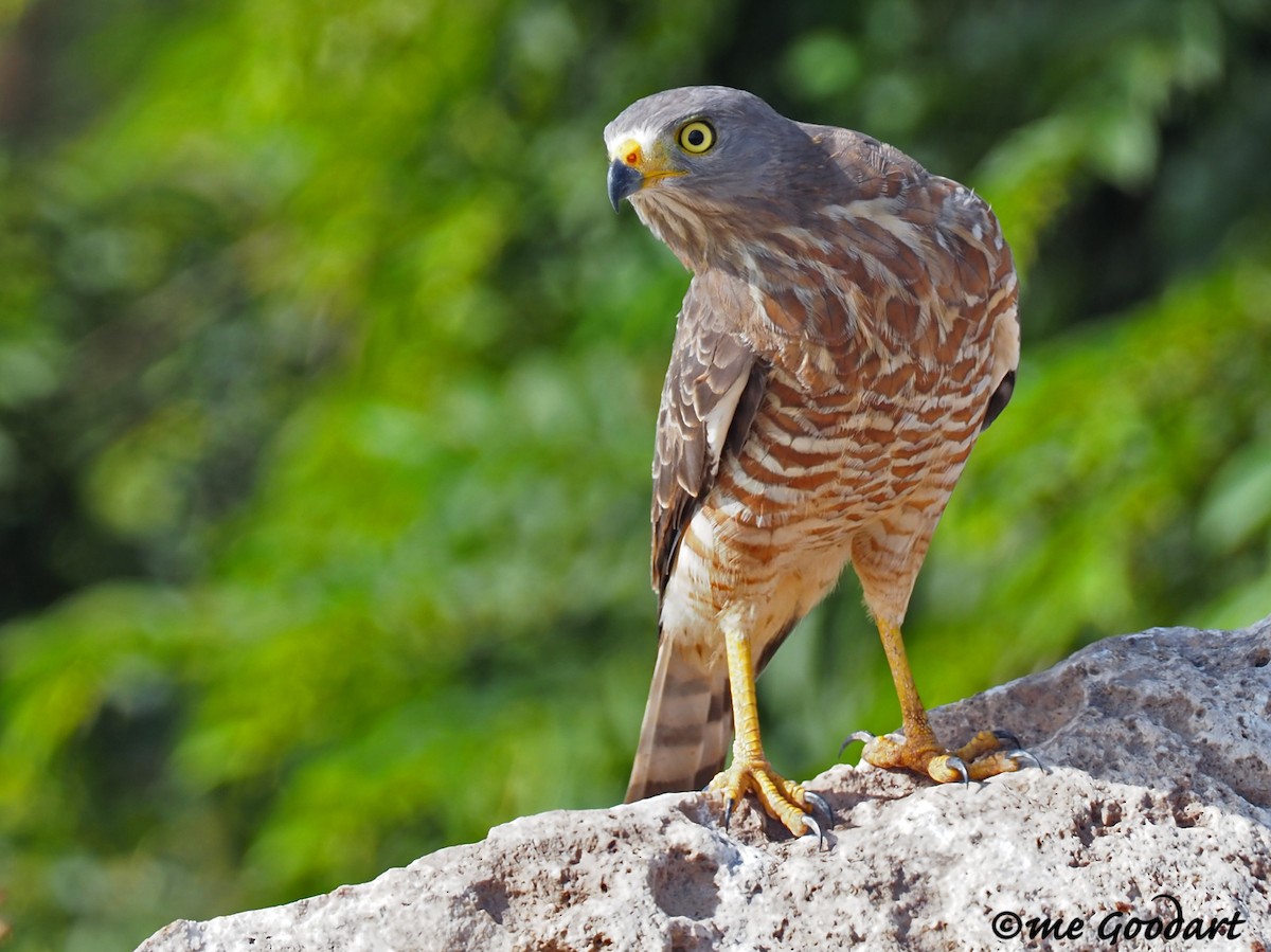 Roadside Hawk - ML189873761