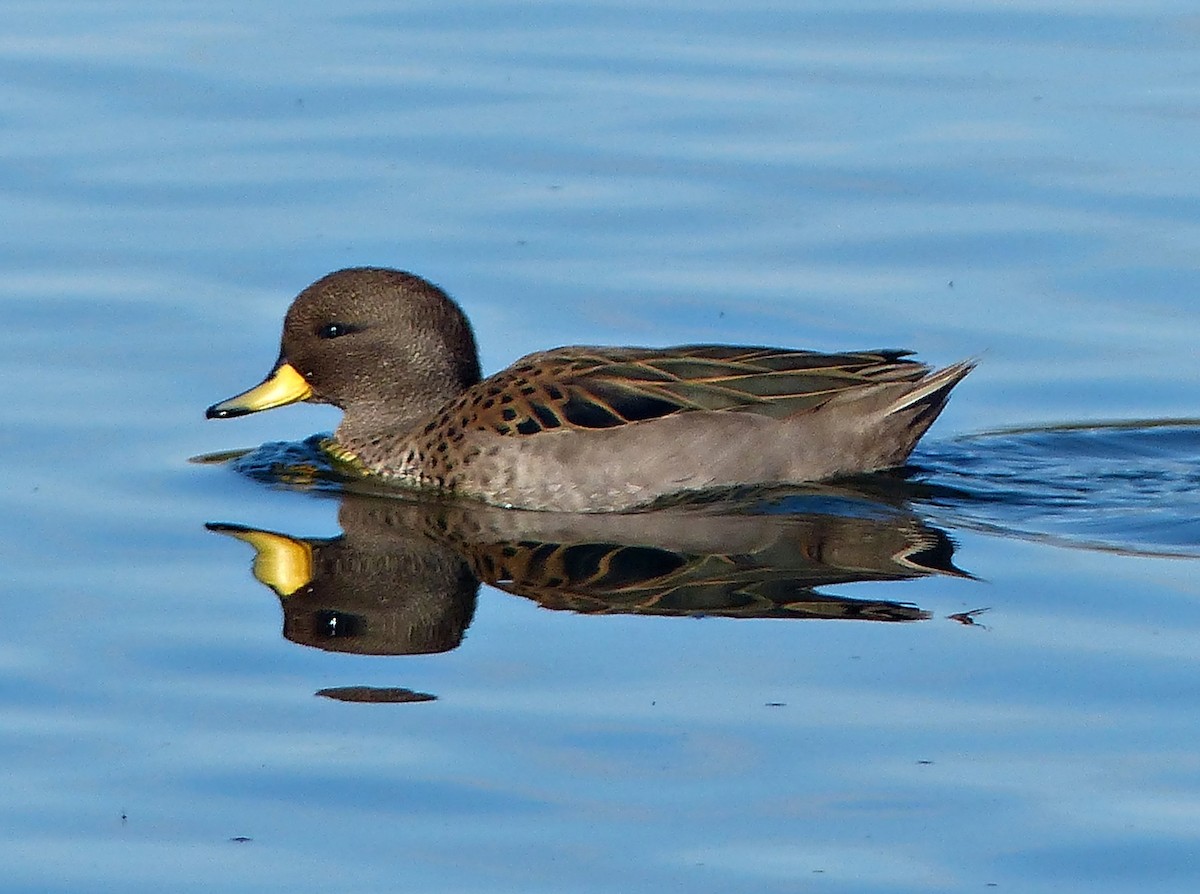 Yellow-billed Teal - ML189874561