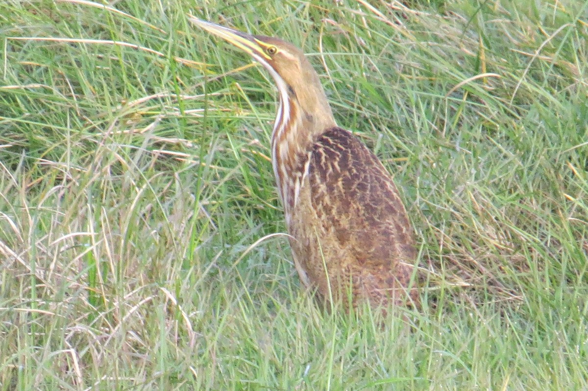 American Bittern - ML189875141