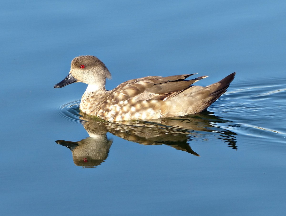 Crested Duck - ML189875571