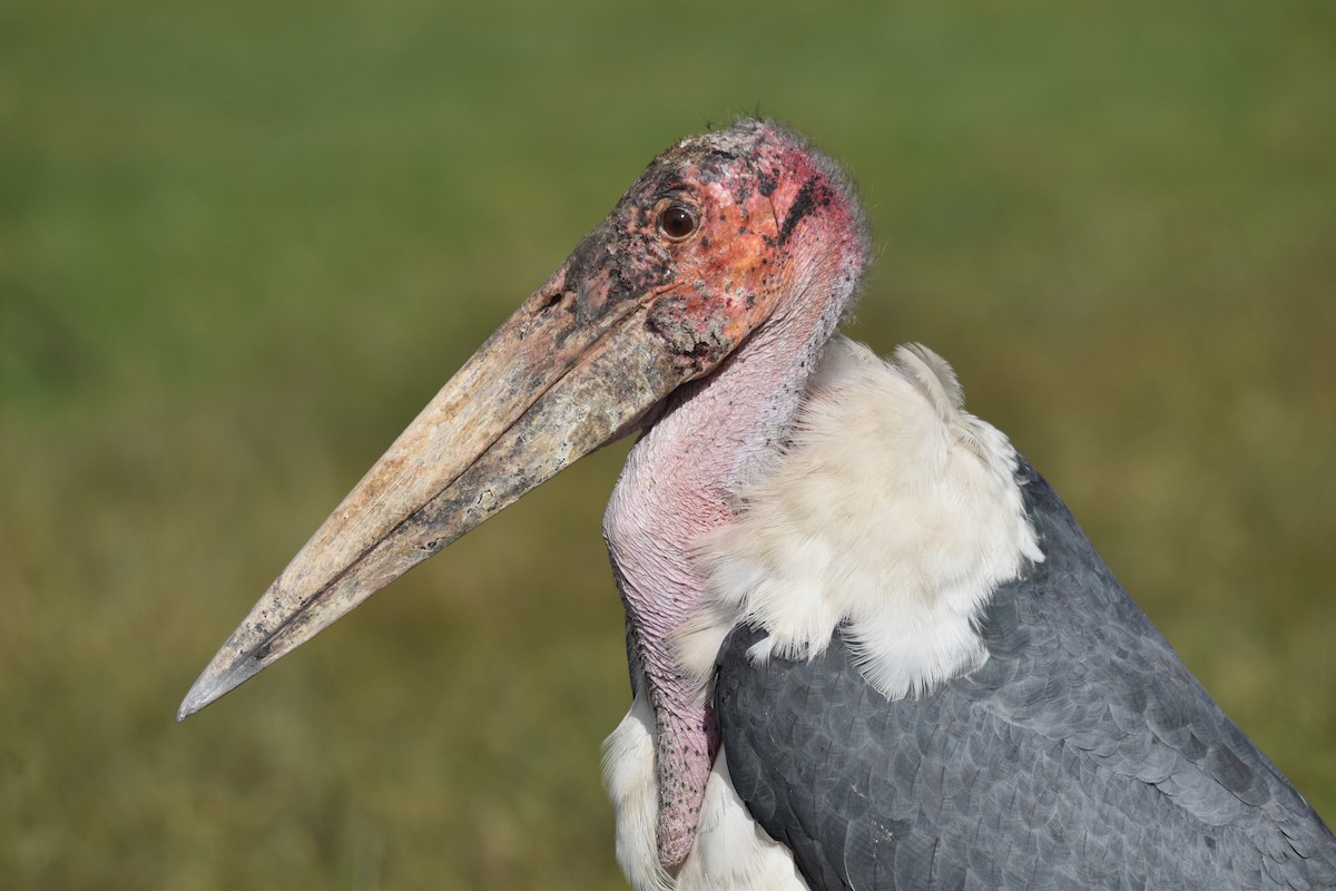 Marabou Stork - Patrick Palines