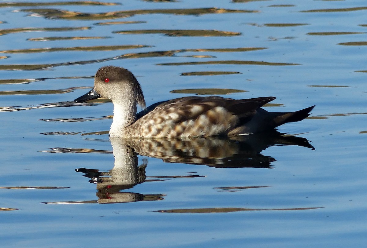 Crested Duck - ML189875961