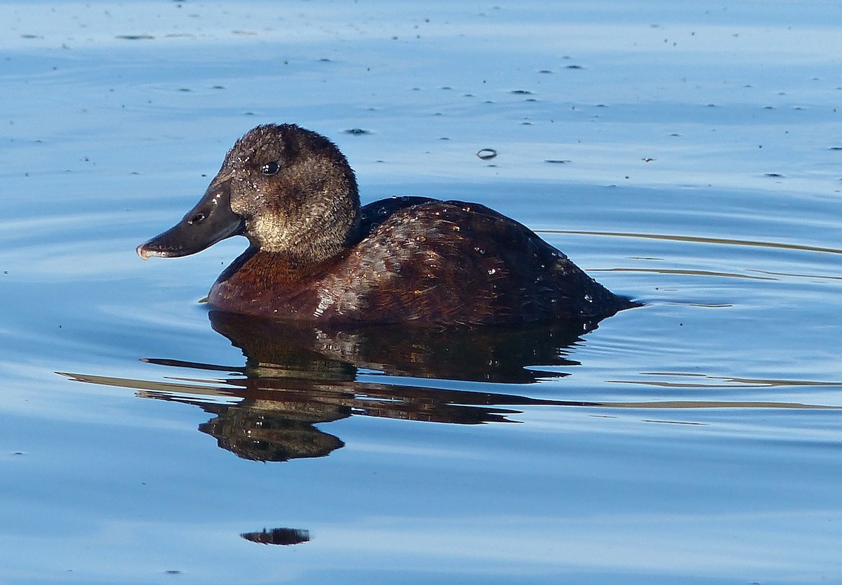 Andean Duck - ML189876431