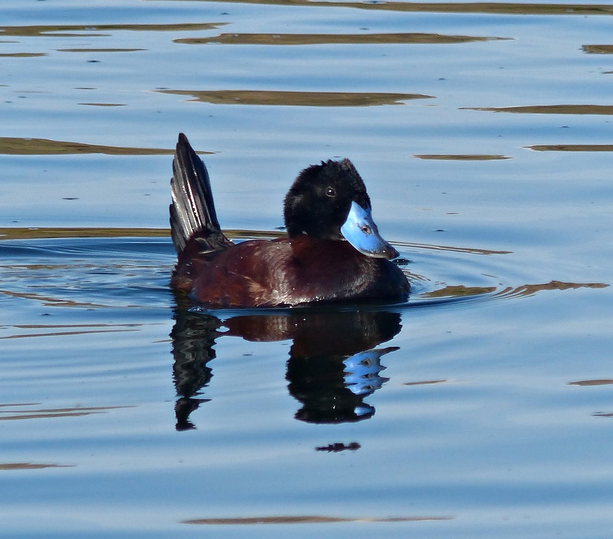 Andean Duck - ML189876491