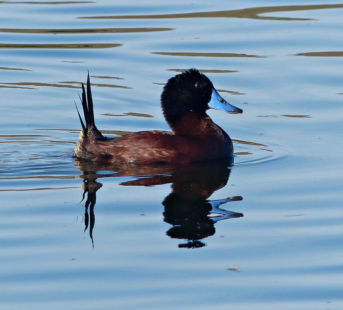 Andean Duck - ML189876501