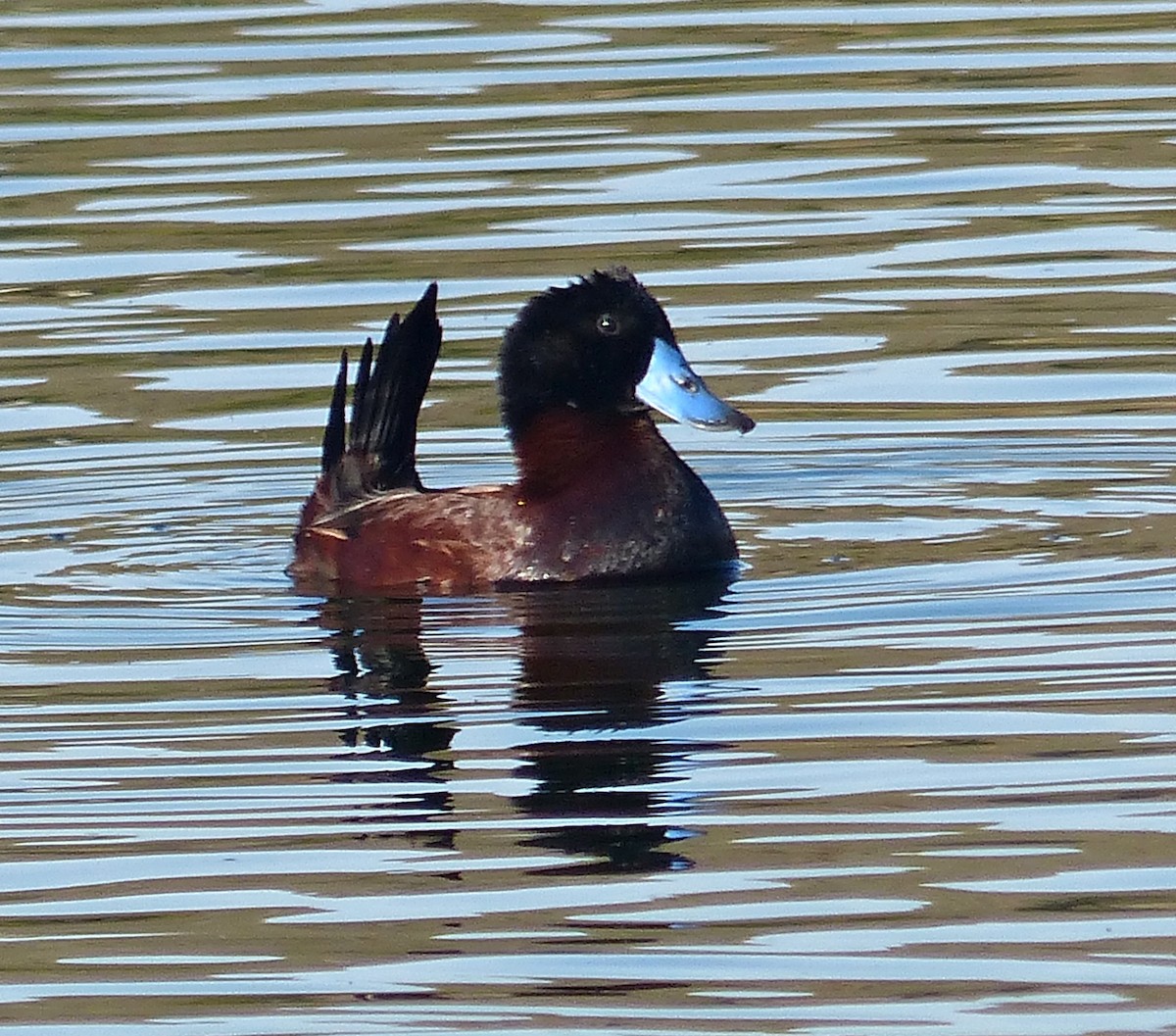 Andean Duck - ML189876521