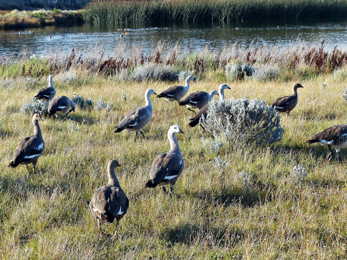 Upland Goose - ML189876741