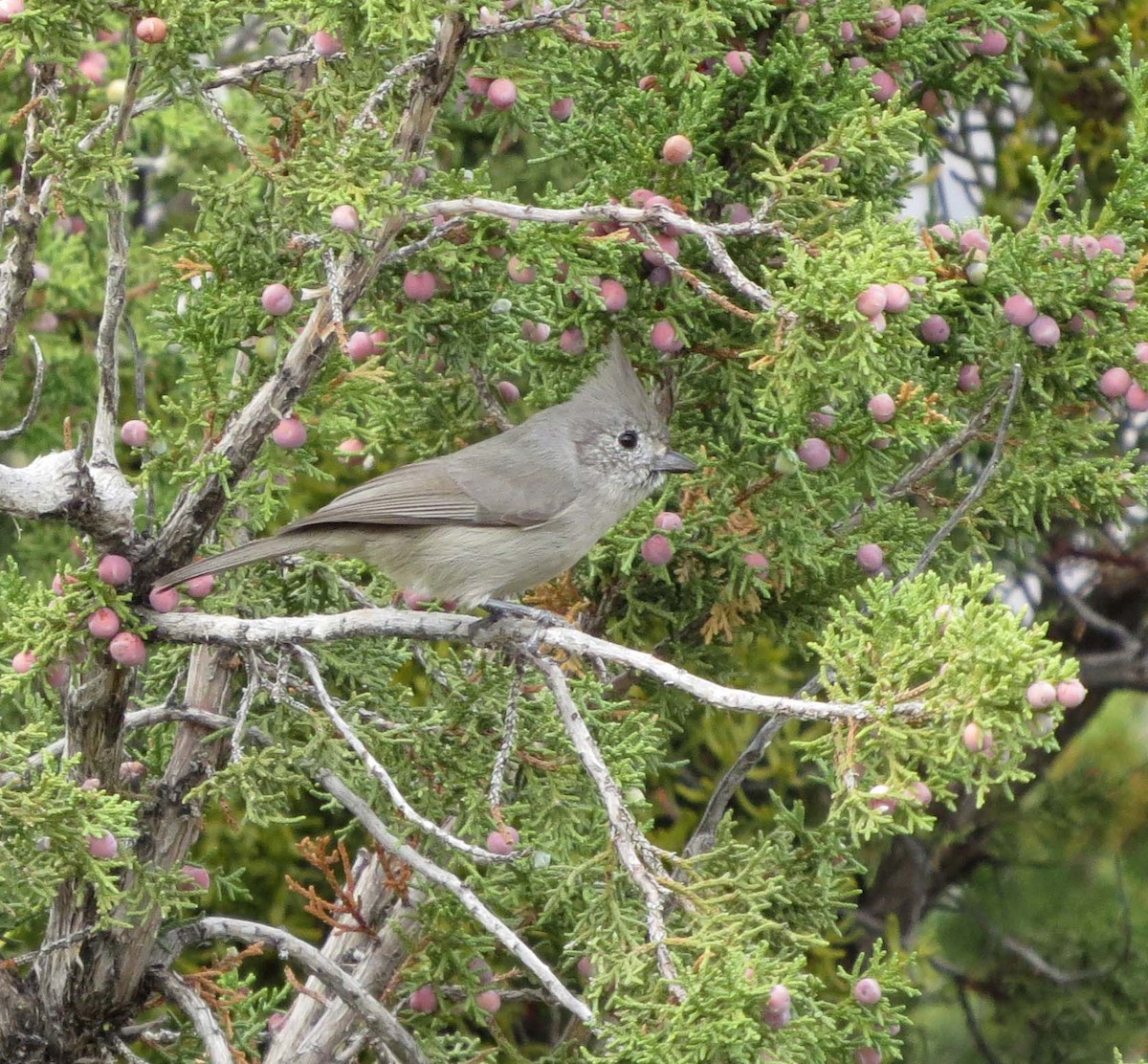 Juniper Titmouse - ML189877341