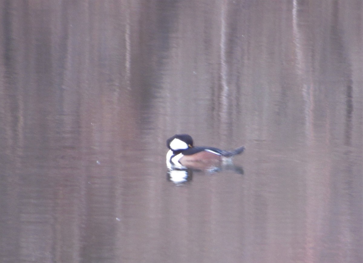 Hooded Merganser - ML189878021