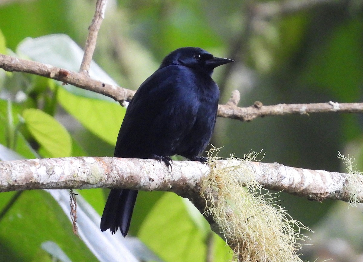 Jamaican Blackbird - ML189878251