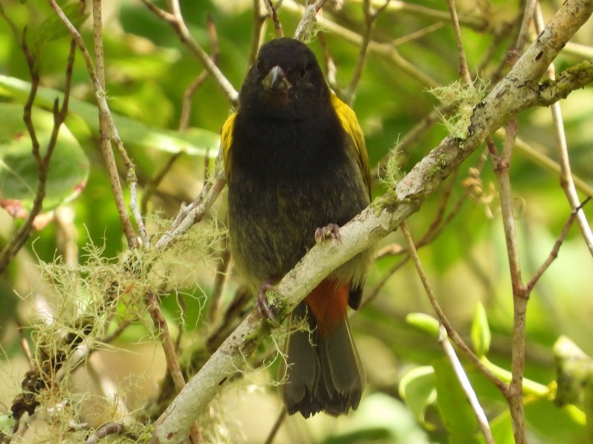 Yellow-shouldered Grassquit - Marie Furnish