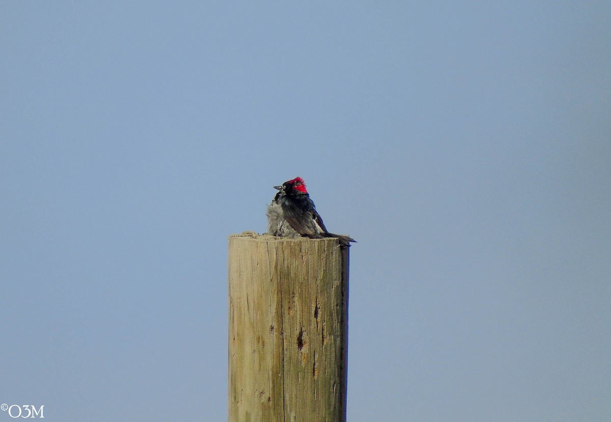 Acorn Woodpecker - ML189878581