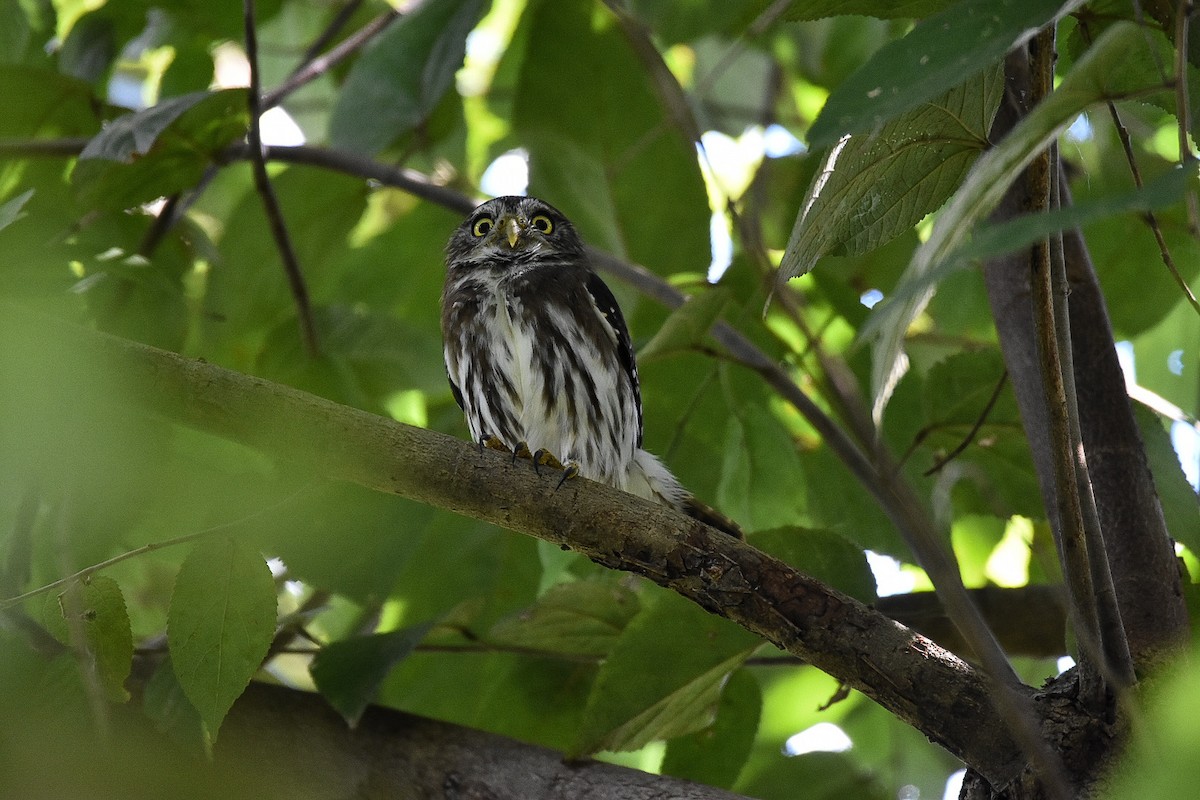 Ferruginous Pygmy-Owl - ML189879271