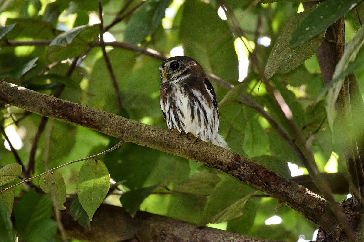 Ferruginous Pygmy-Owl - ML189879281